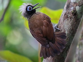  - Hairy-crested Antbird