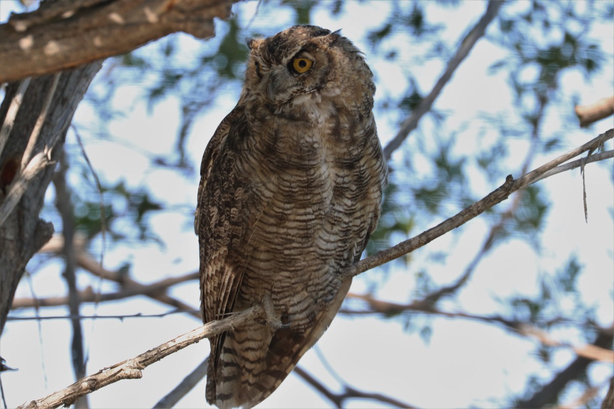 Great Horned Owl - ML172778061
