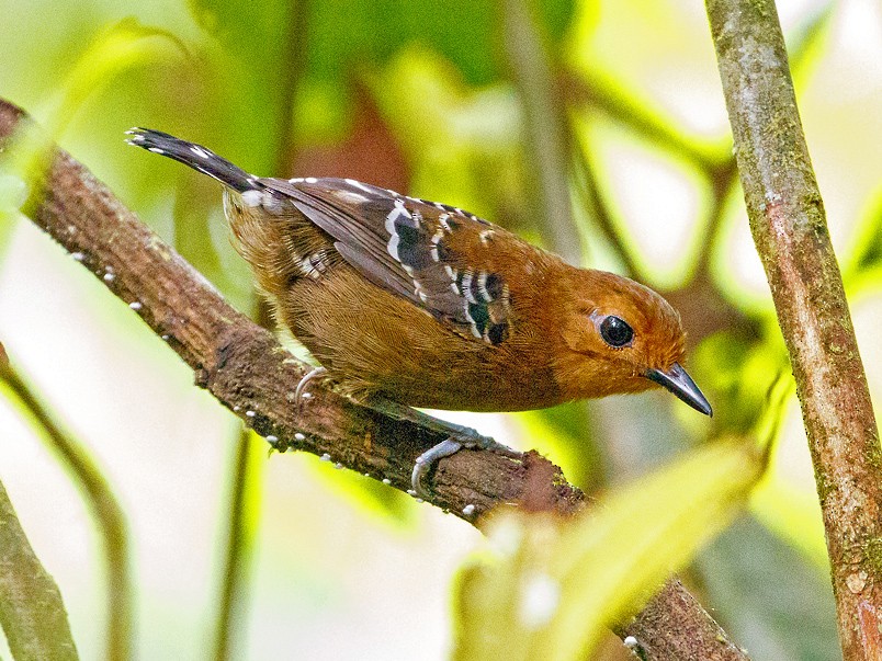 Common Scale-backed Antbird - Andy Walker - Birding Ecotours