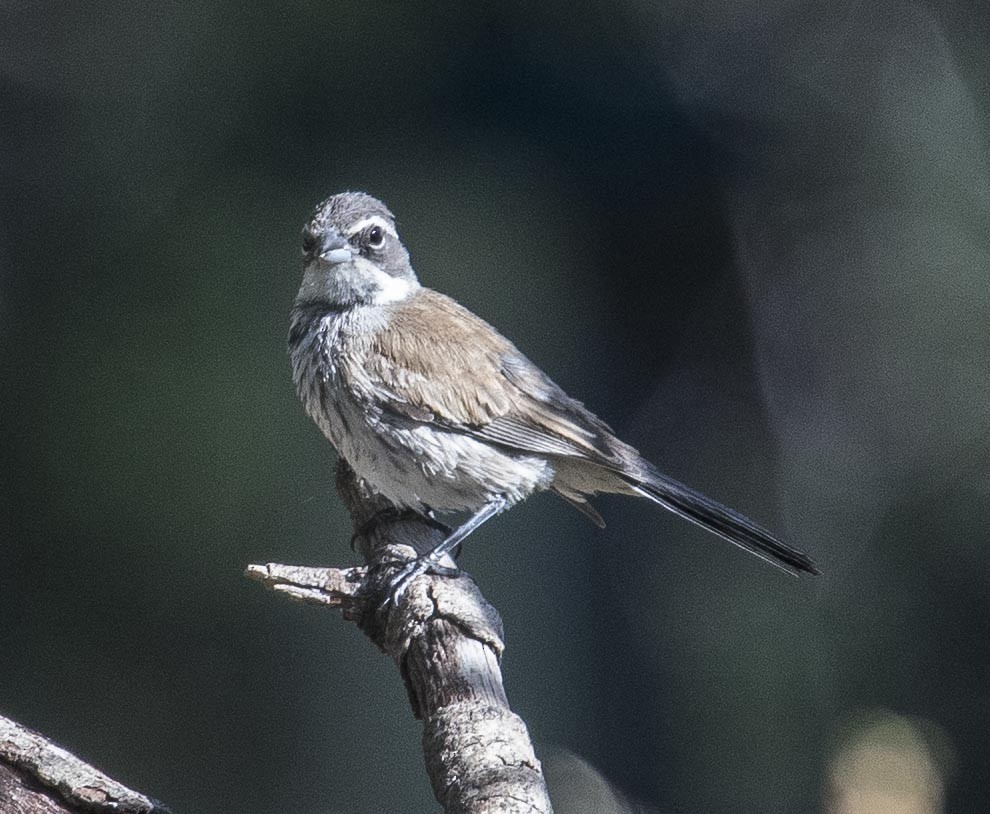 Black-throated Sparrow - Eric Kallen