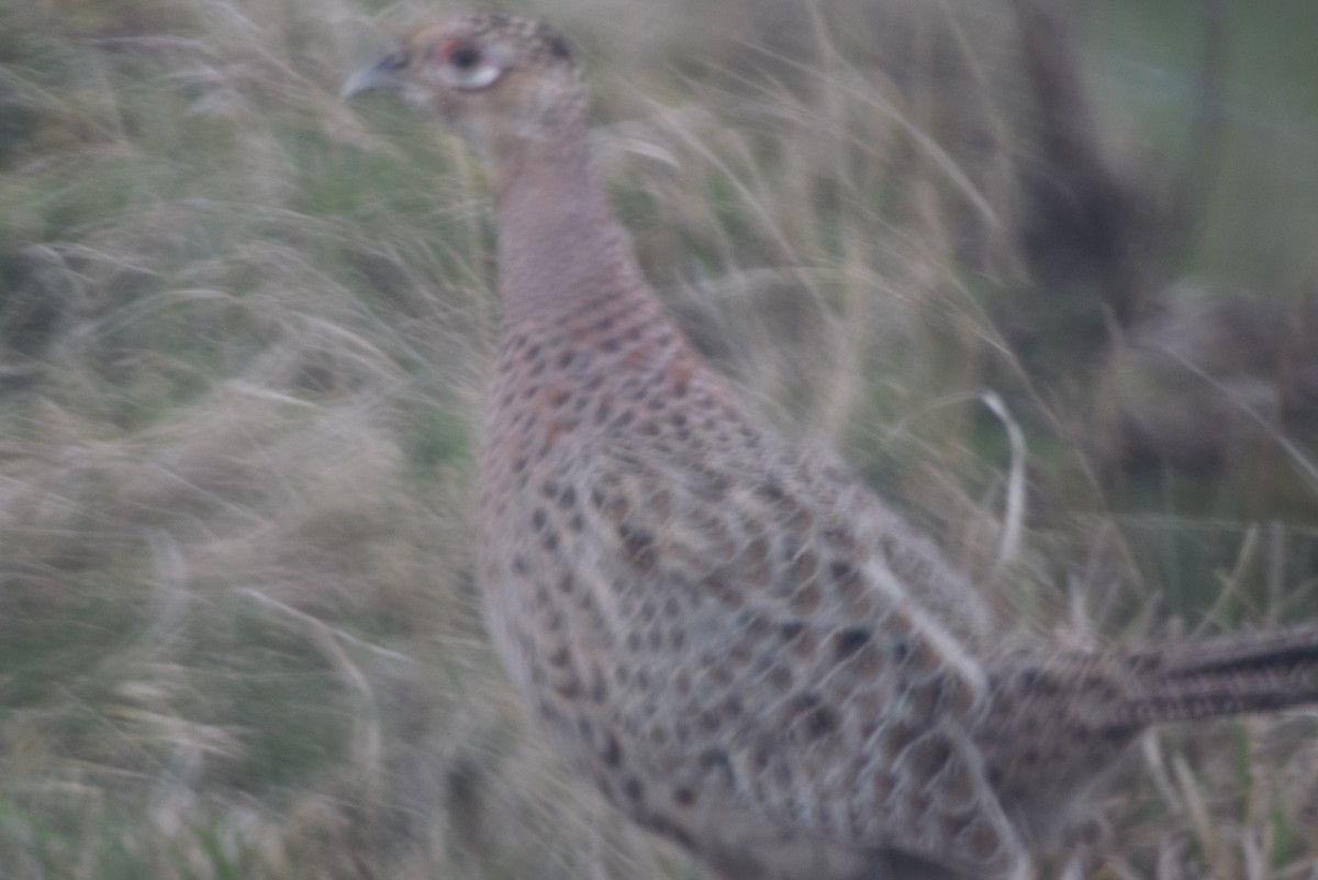 Ring-necked Pheasant - ML172780191