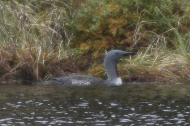 Red-throated Loon - ML172780581