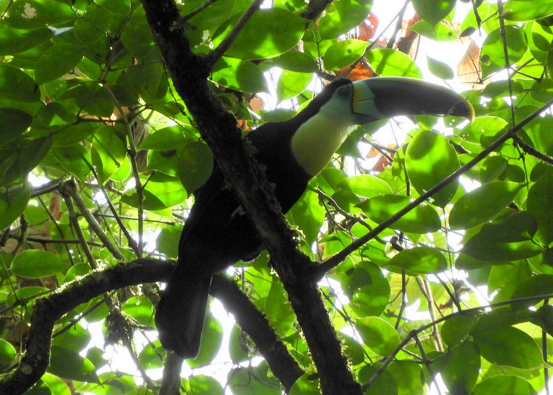 Channel-billed Toucan (Citron-throated) - ML172782911