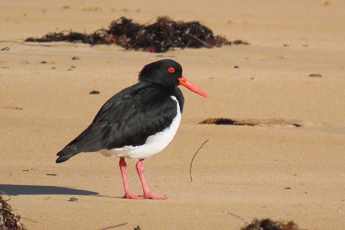 Pied Oystercatcher - Andrew Bendall