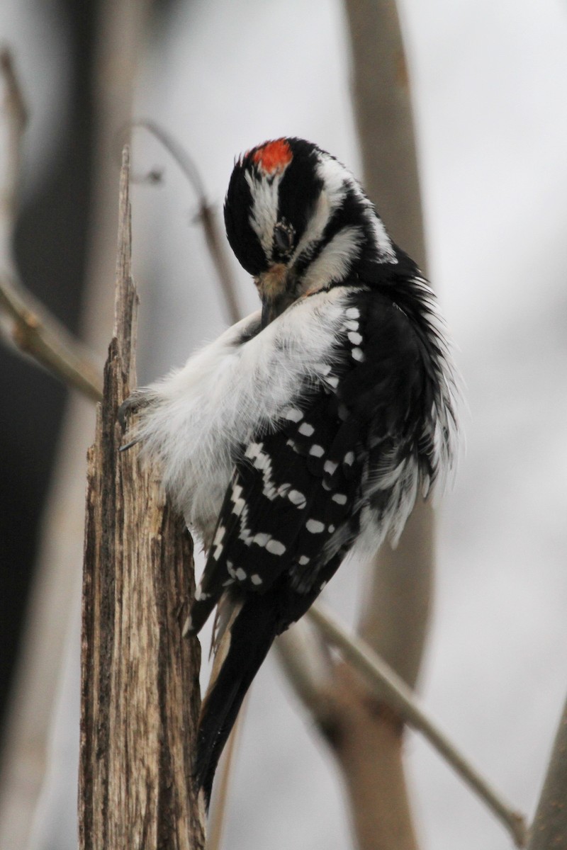 Hairy Woodpecker - Anya Auerbach