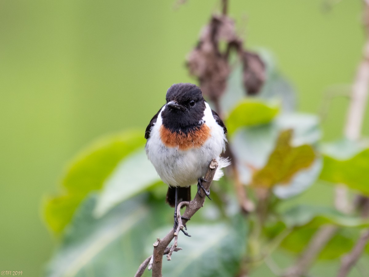 African Stonechat - ML172788361
