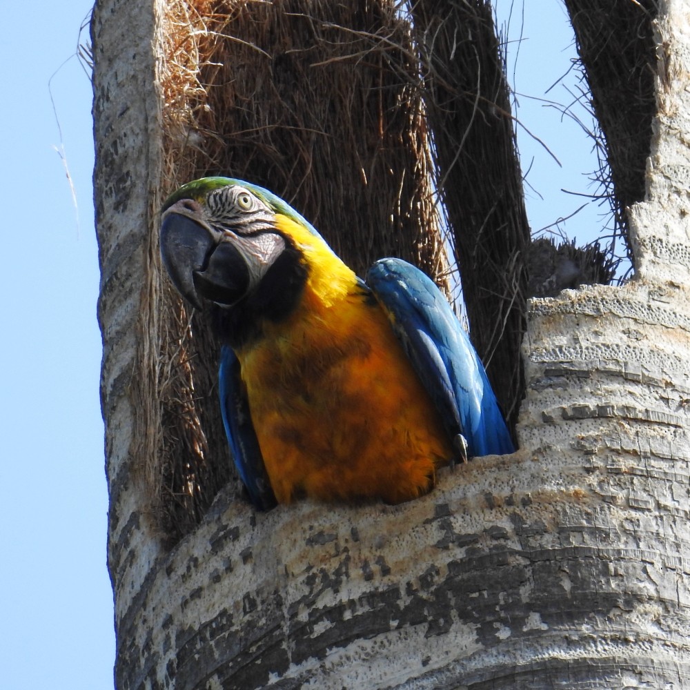 Blue-and-yellow Macaw - ML172789471