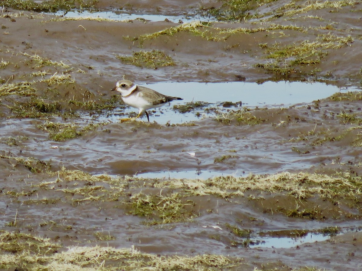 Semipalmated Plover - ML172789801