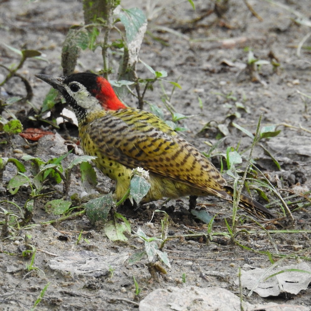Spot-breasted Woodpecker - ML172789941