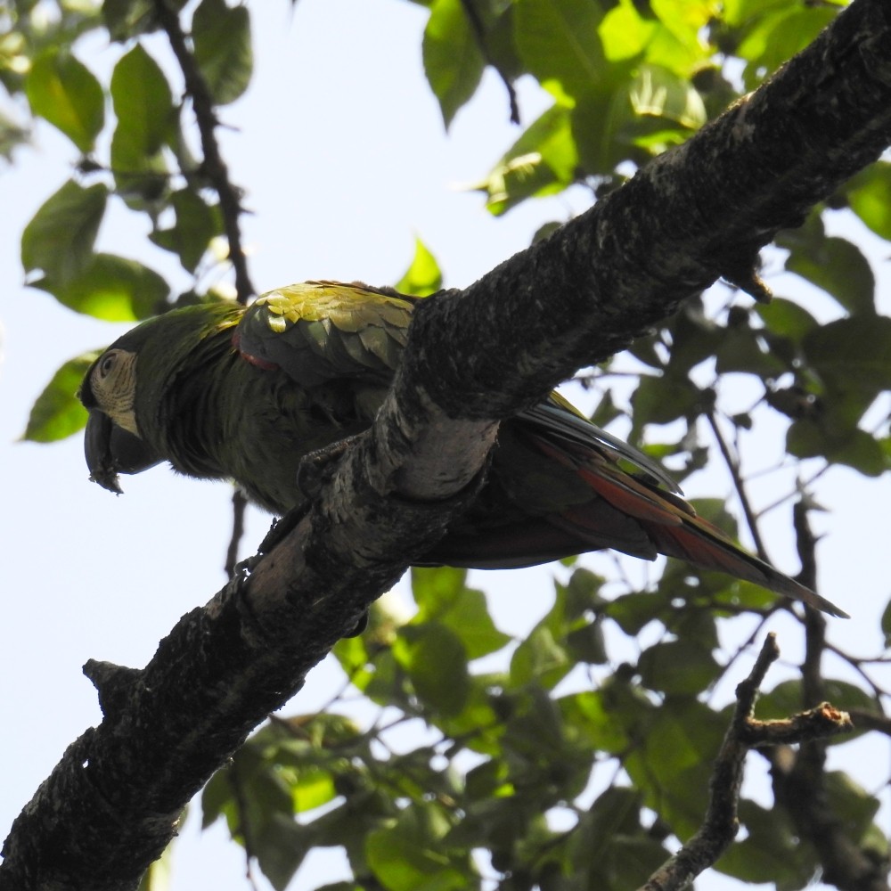 Chestnut-fronted Macaw - ML172790201
