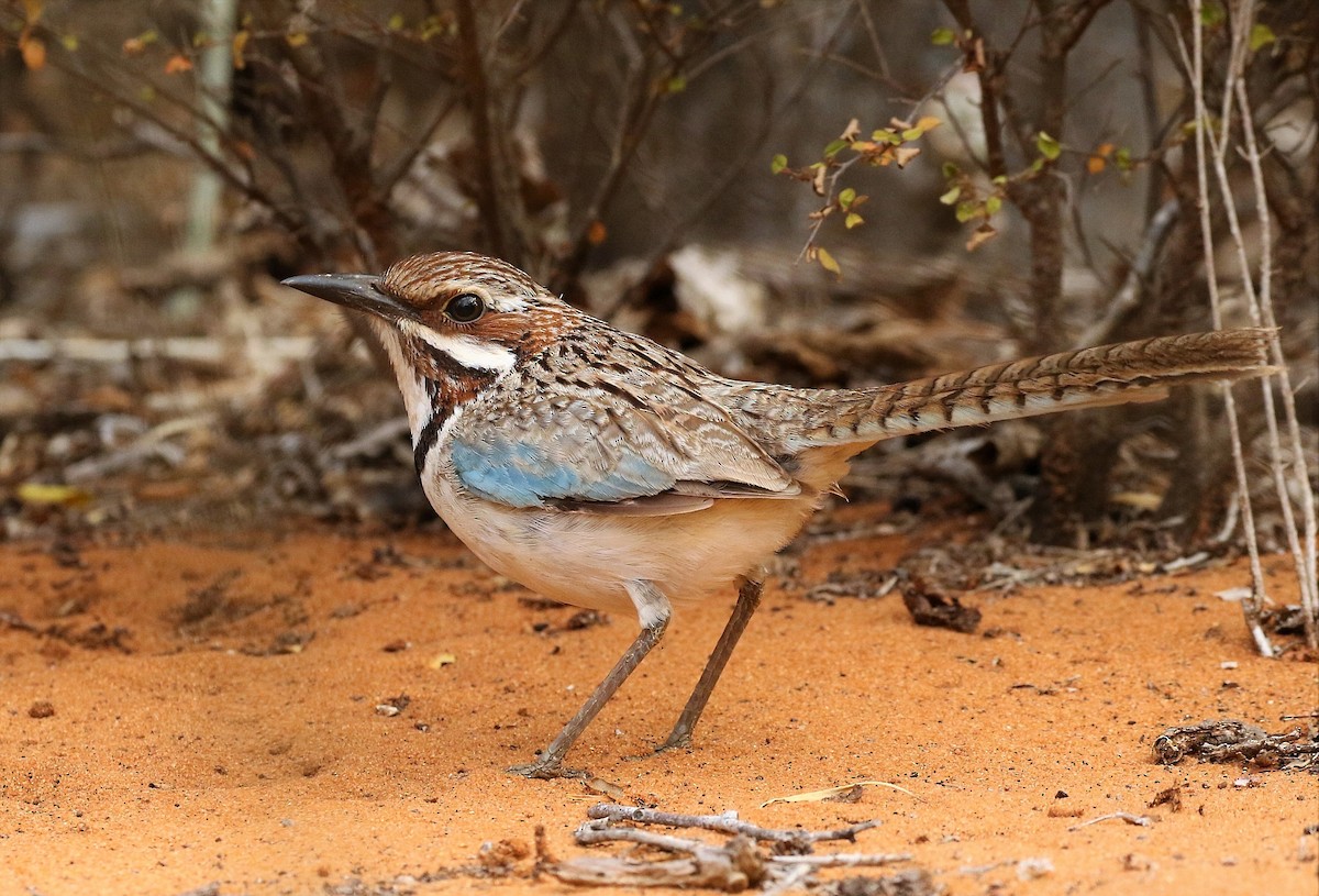 Long-tailed Ground-Roller - ML172792001