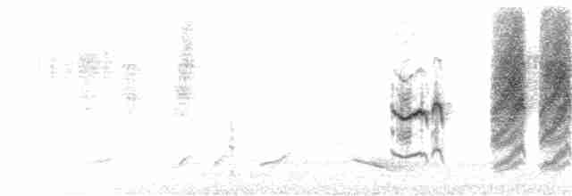 Gray-hooded Warbler - ML172799731