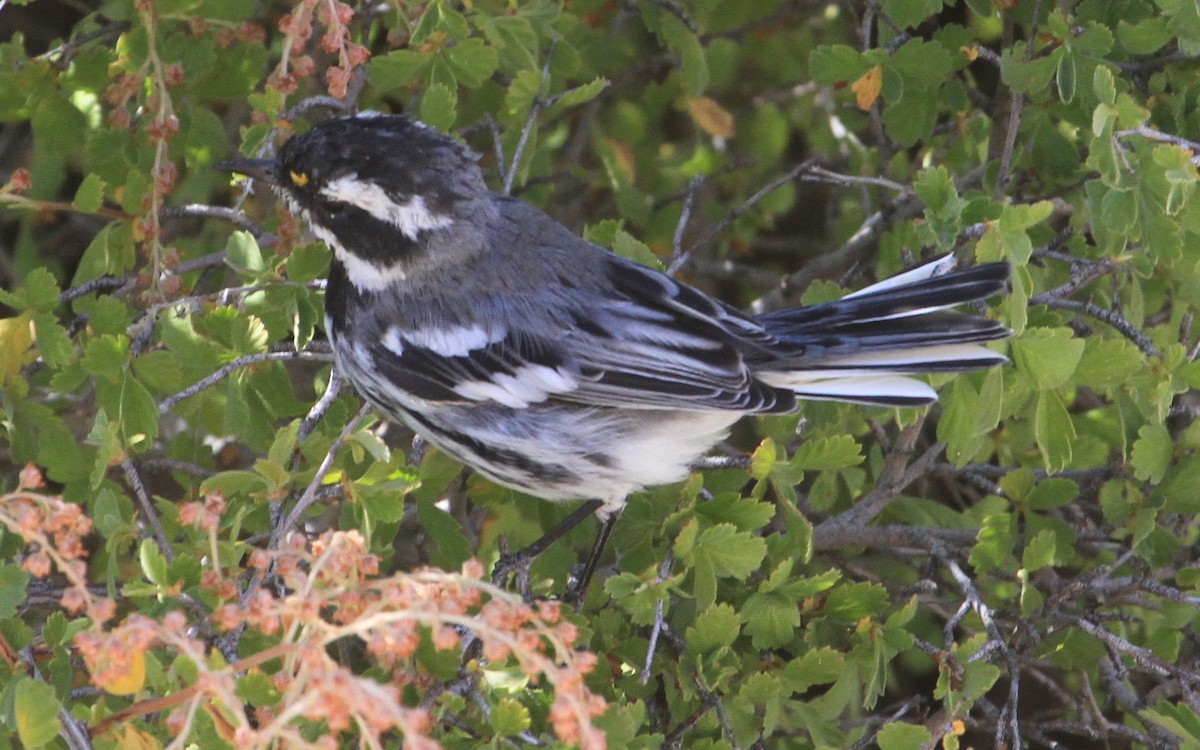 Black-throated Gray Warbler - ML172808781