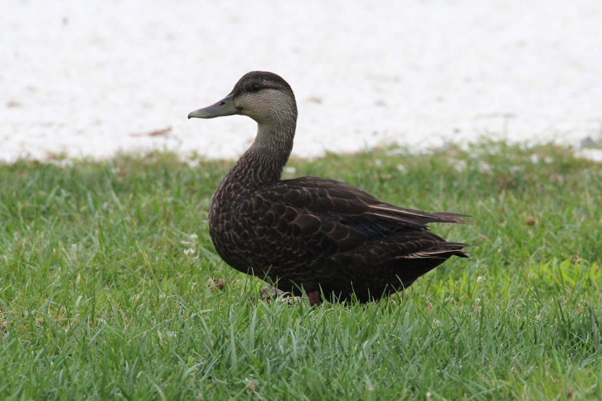 American Black Duck - ML172809451