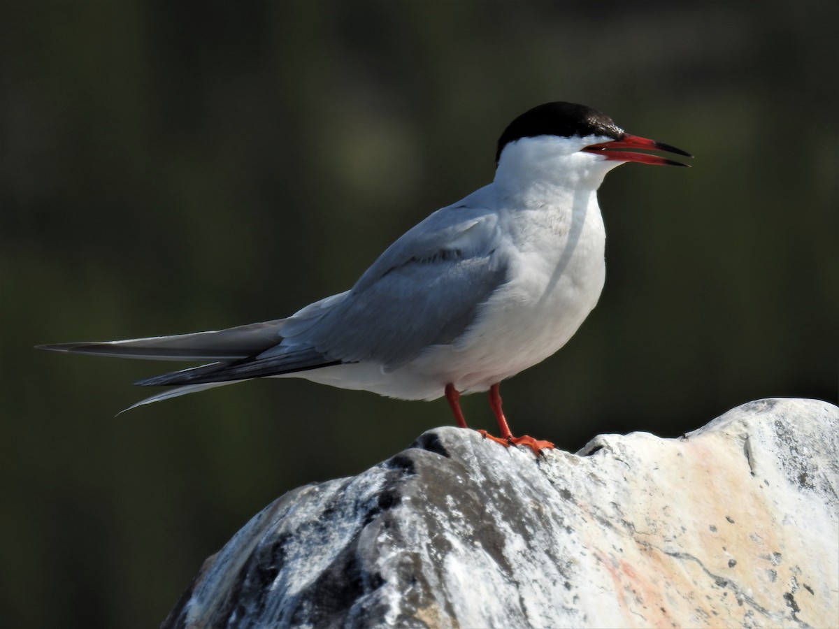 Common Tern - ML172812571