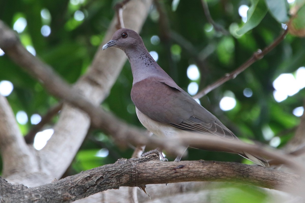Malagasy Turtle-Dove - Olivier Langrand