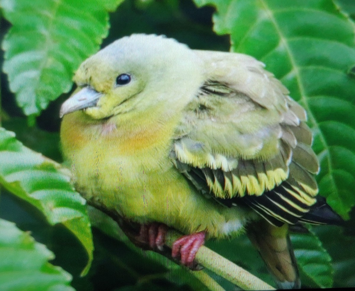 Orange-breasted Green-Pigeon - ML172825651
