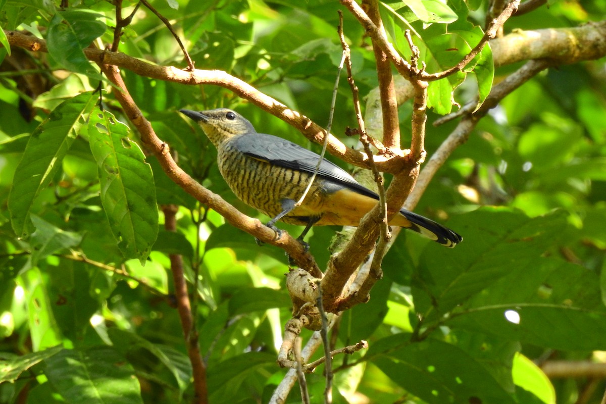 Sulawesi Cicadabird - ML172826851