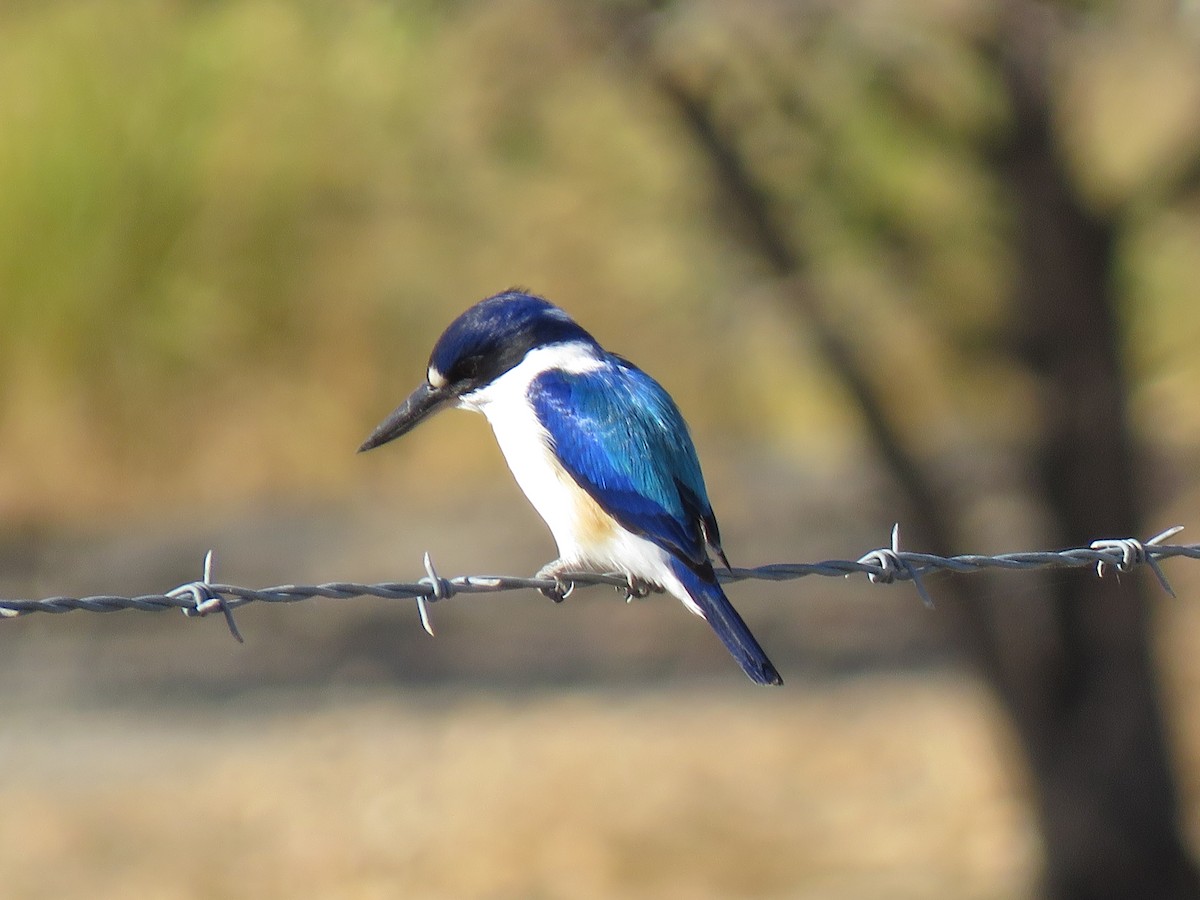 Forest Kingfisher - ML172827301