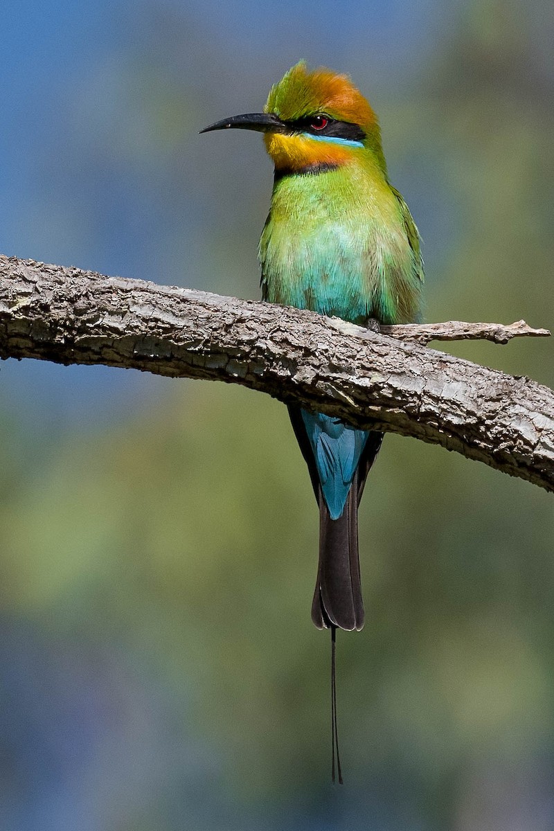 Rainbow Bee-eater - ML172828851