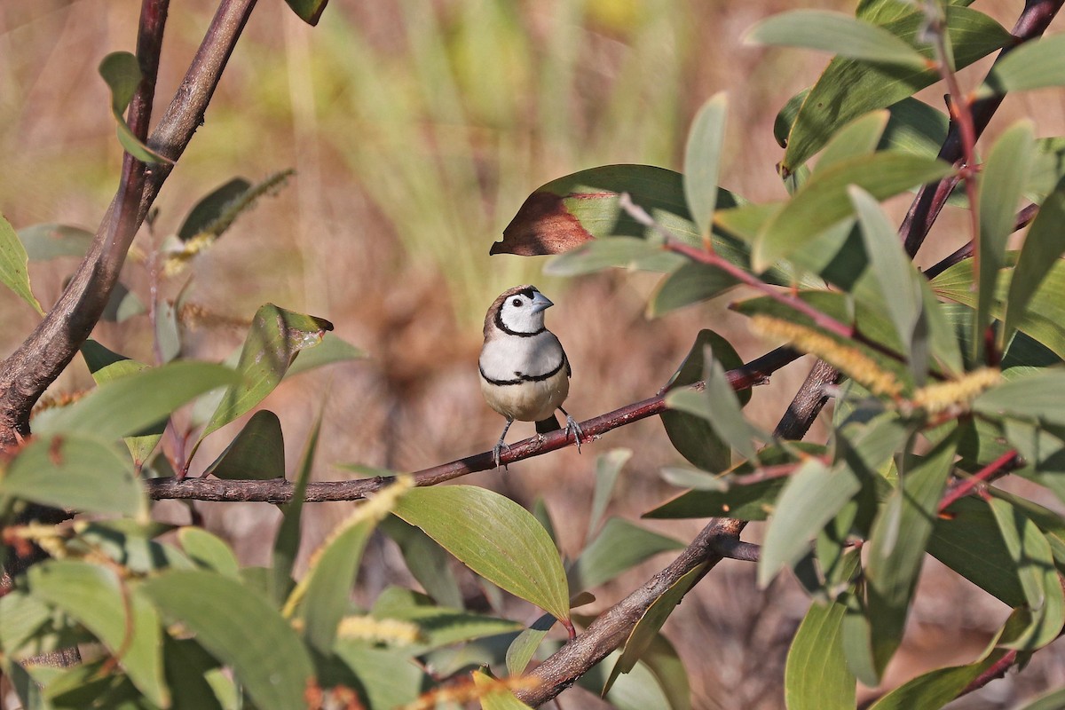 Double-barred Finch - Rick Franks