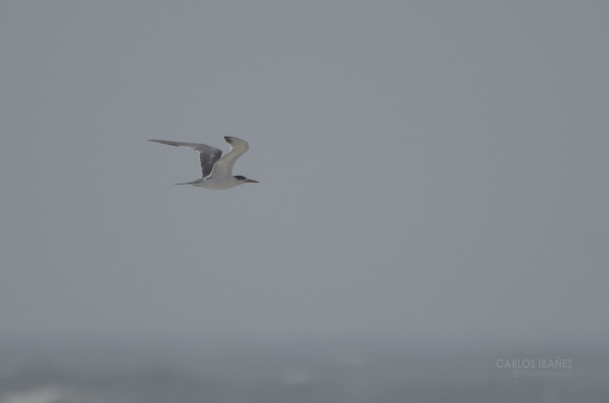 Great Crested Tern - ML172833291