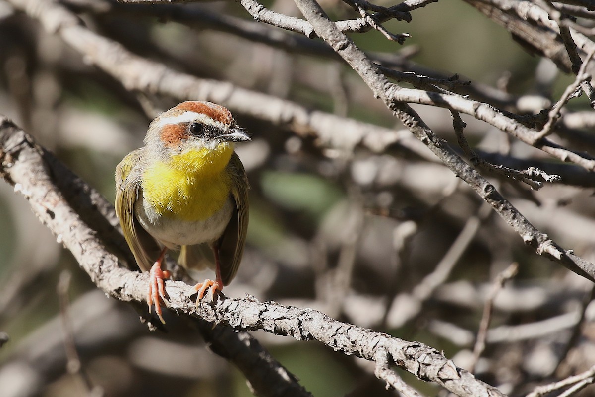 Rufous-capped Warbler - ML172834821