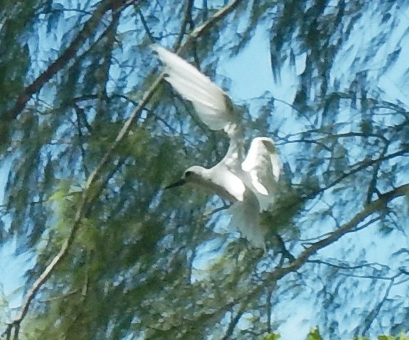 White Tern - Sue Hacking