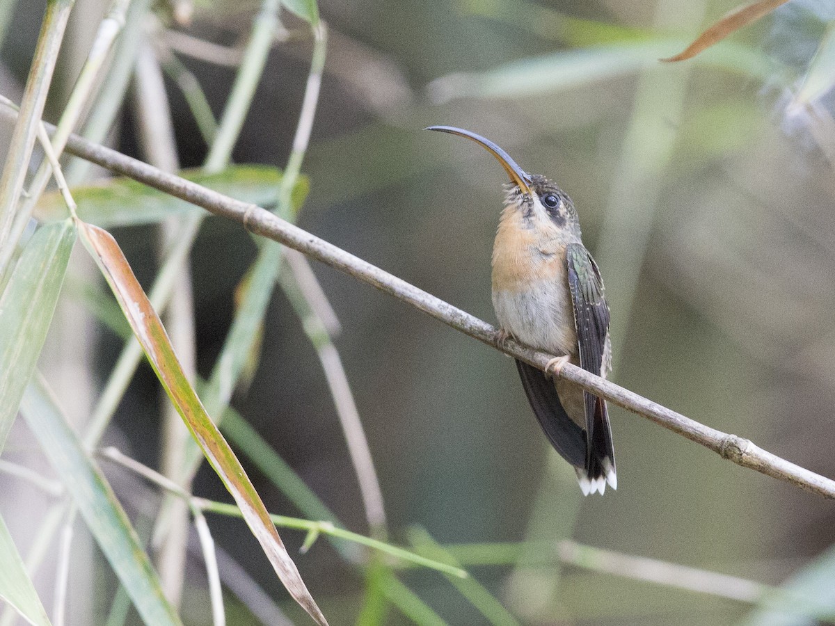 Rufous-breasted Hermit - ML172838171