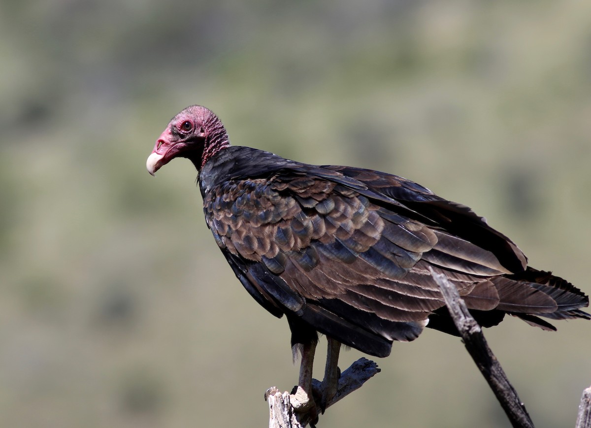 Turkey Vulture - Theo Staengl