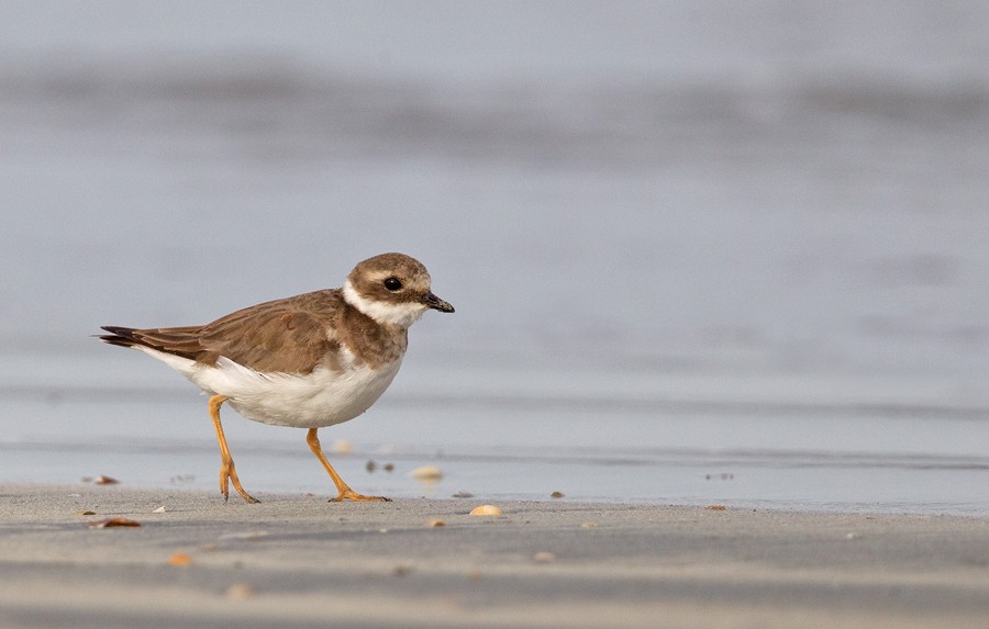 Common Ringed Plover - Paul Cools
