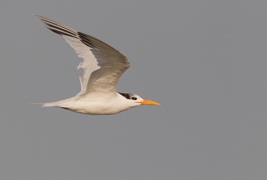 West African Crested Tern - Paul Cools