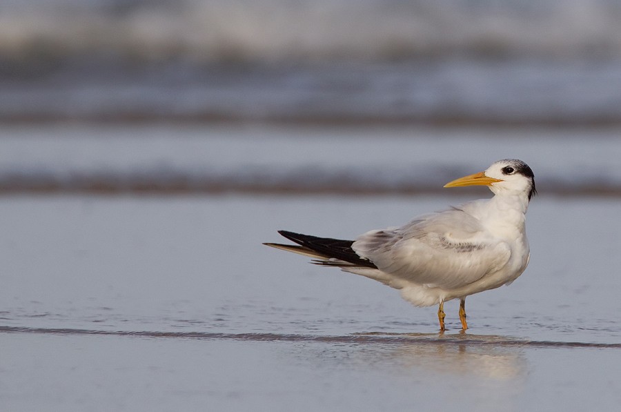 West African Crested Tern - ML172843441