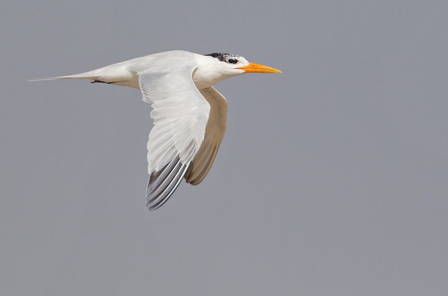 West African Crested Tern - ML172843451