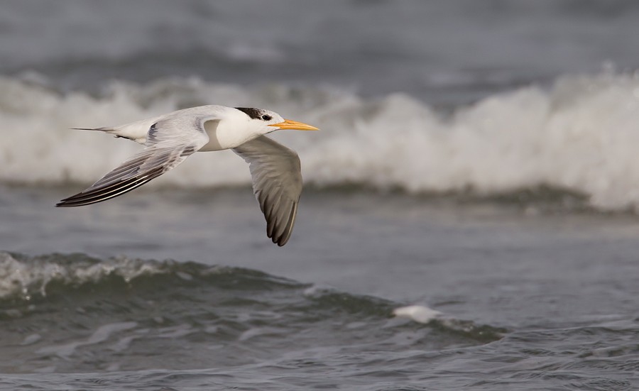 West African Crested Tern - ML172843461