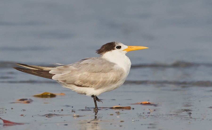 Lesser Crested Tern - Paul Cools