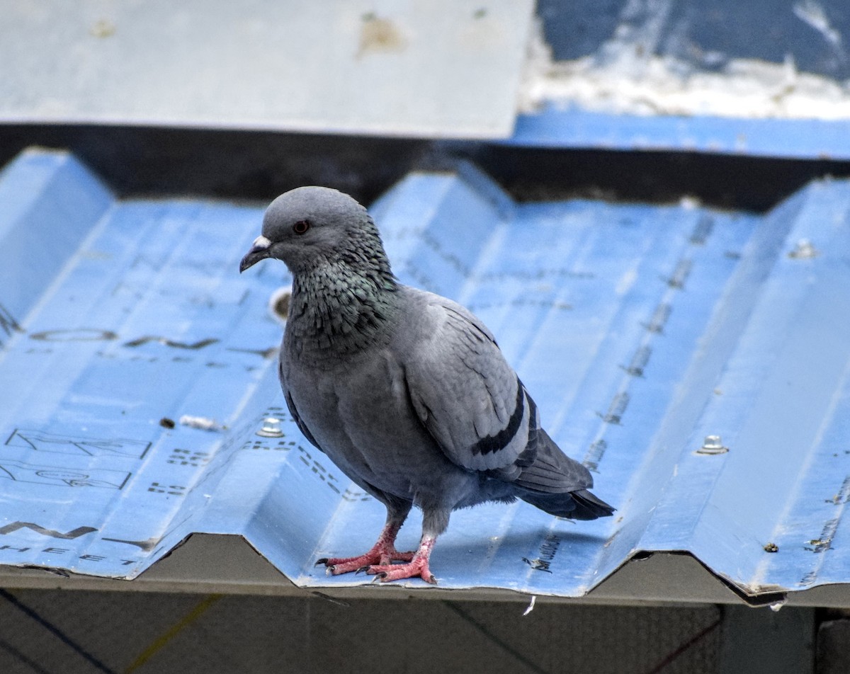 Rock Pigeon (Feral Pigeon) - Jageshwer verma