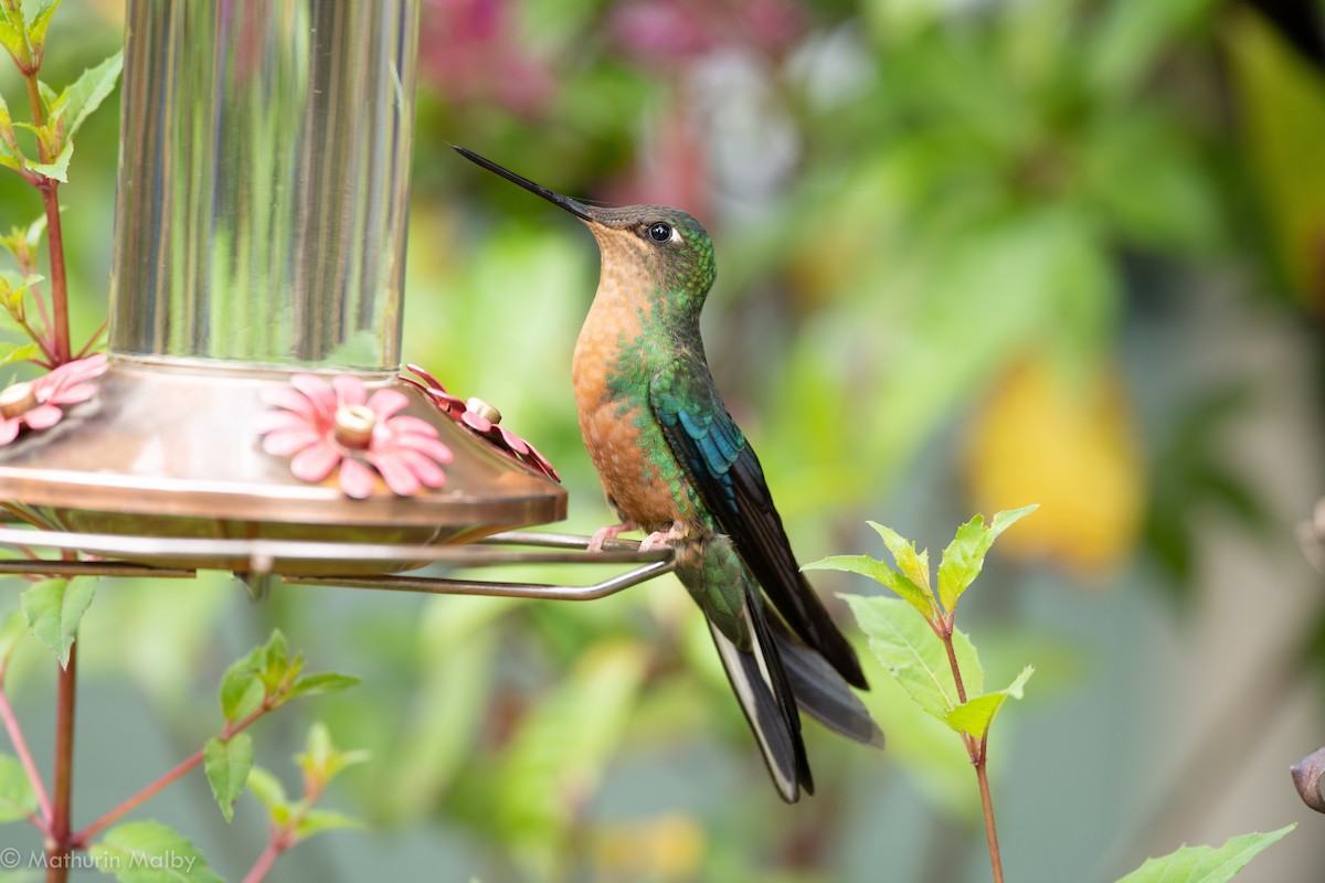 kolibřík modrokřídlý - ML172845241