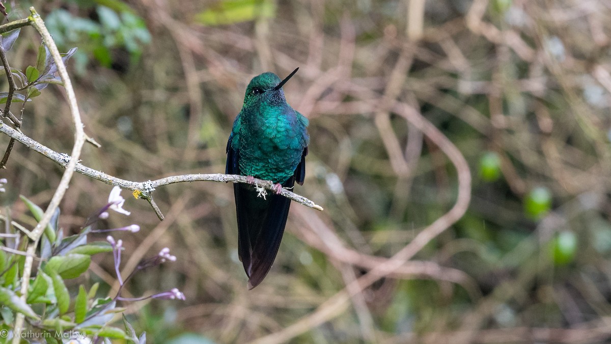 kolibřík modrokřídlý - ML172845481