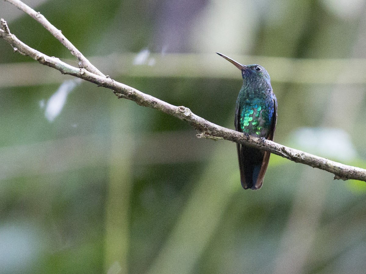 kolibřík modrobradý - ML172846931