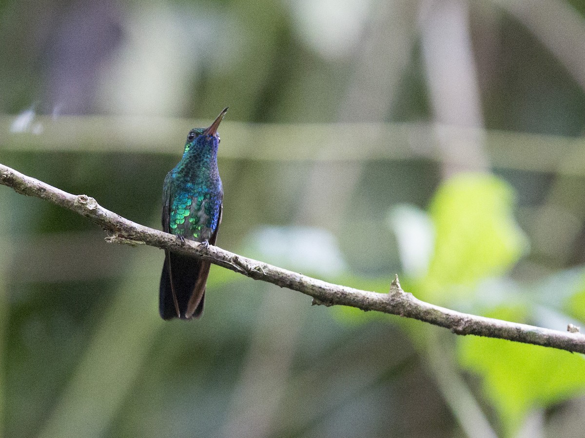 kolibřík modrobradý - ML172846941