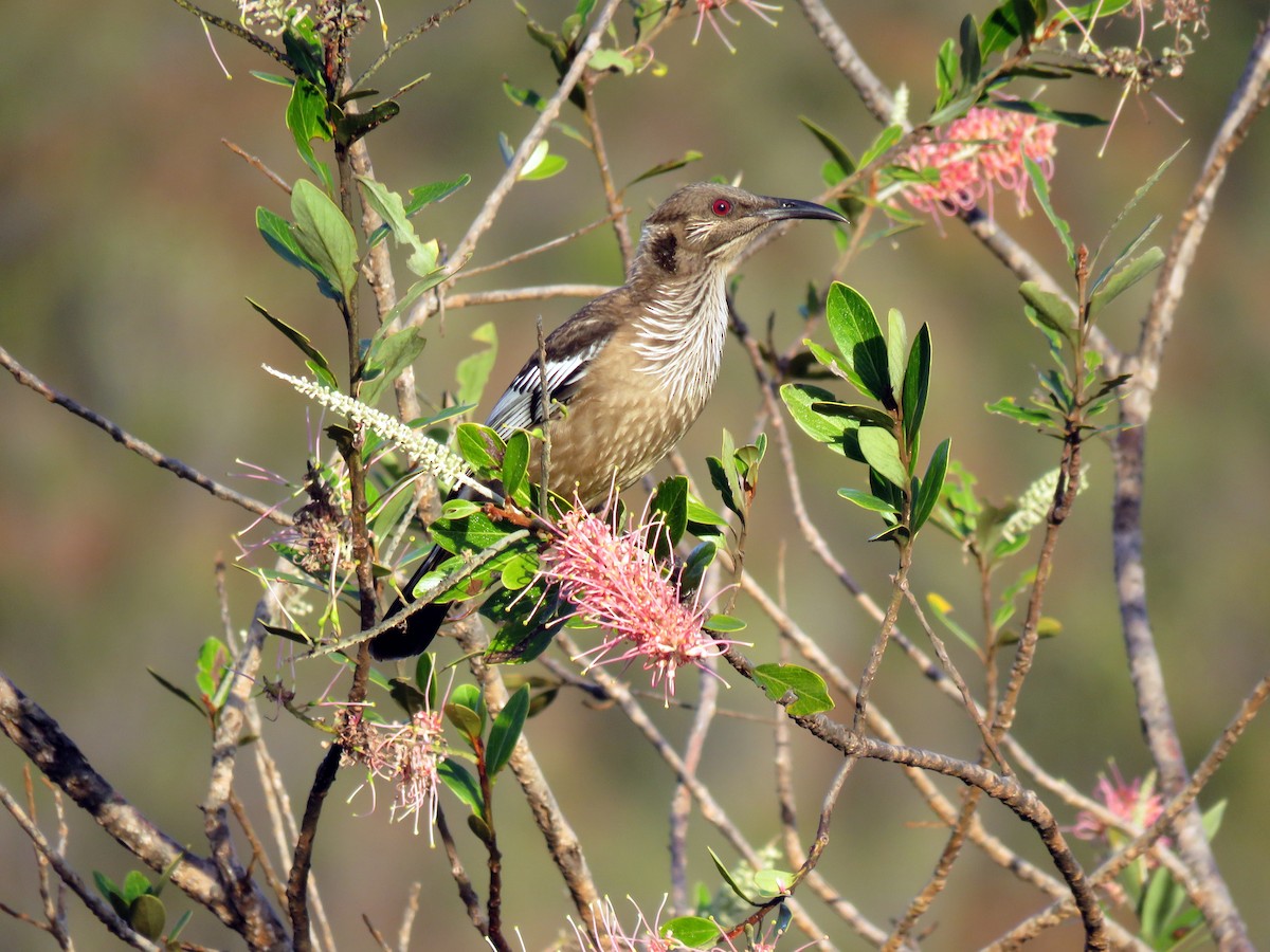 New Caledonian Friarbird - Simon RB Thompson
