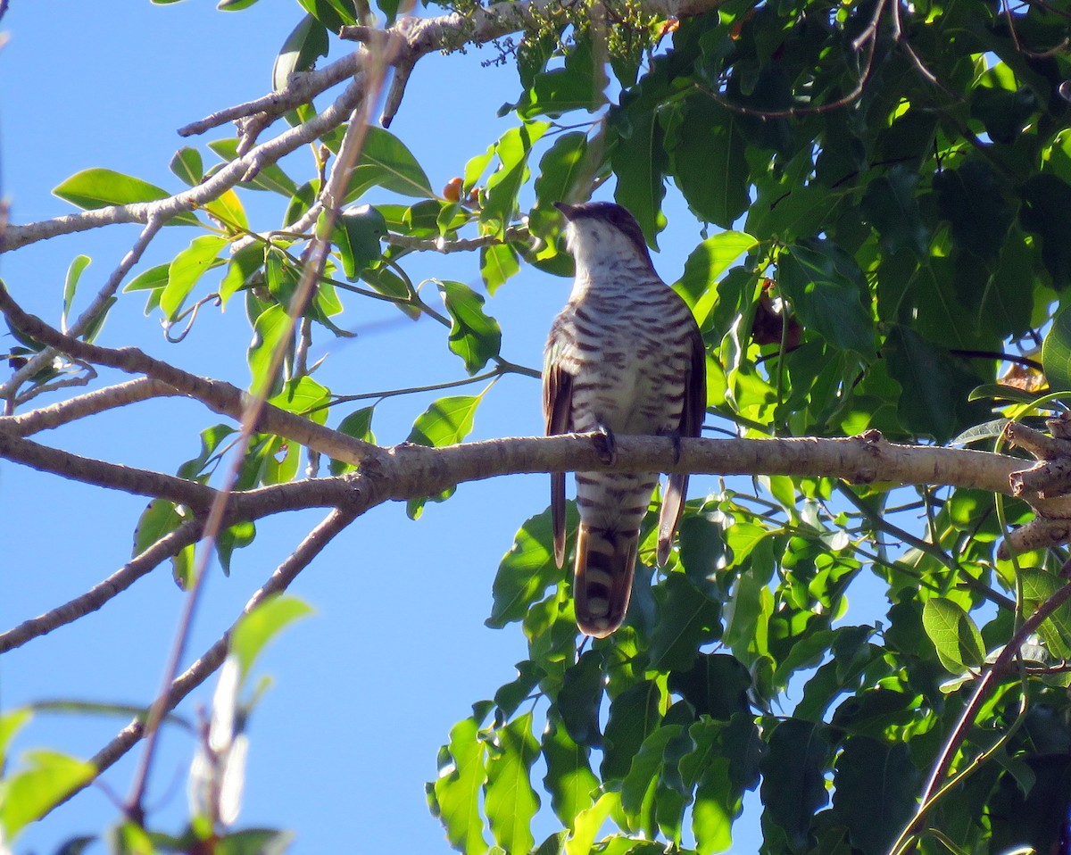 Shining Bronze-Cuckoo (New Caledonian) - ML172853071