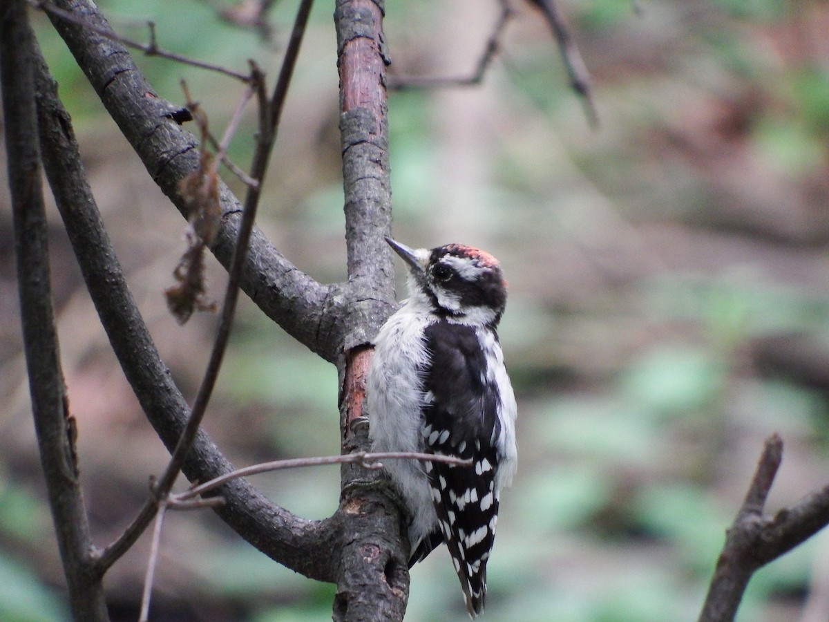 Downy Woodpecker - Robert O'Donnell