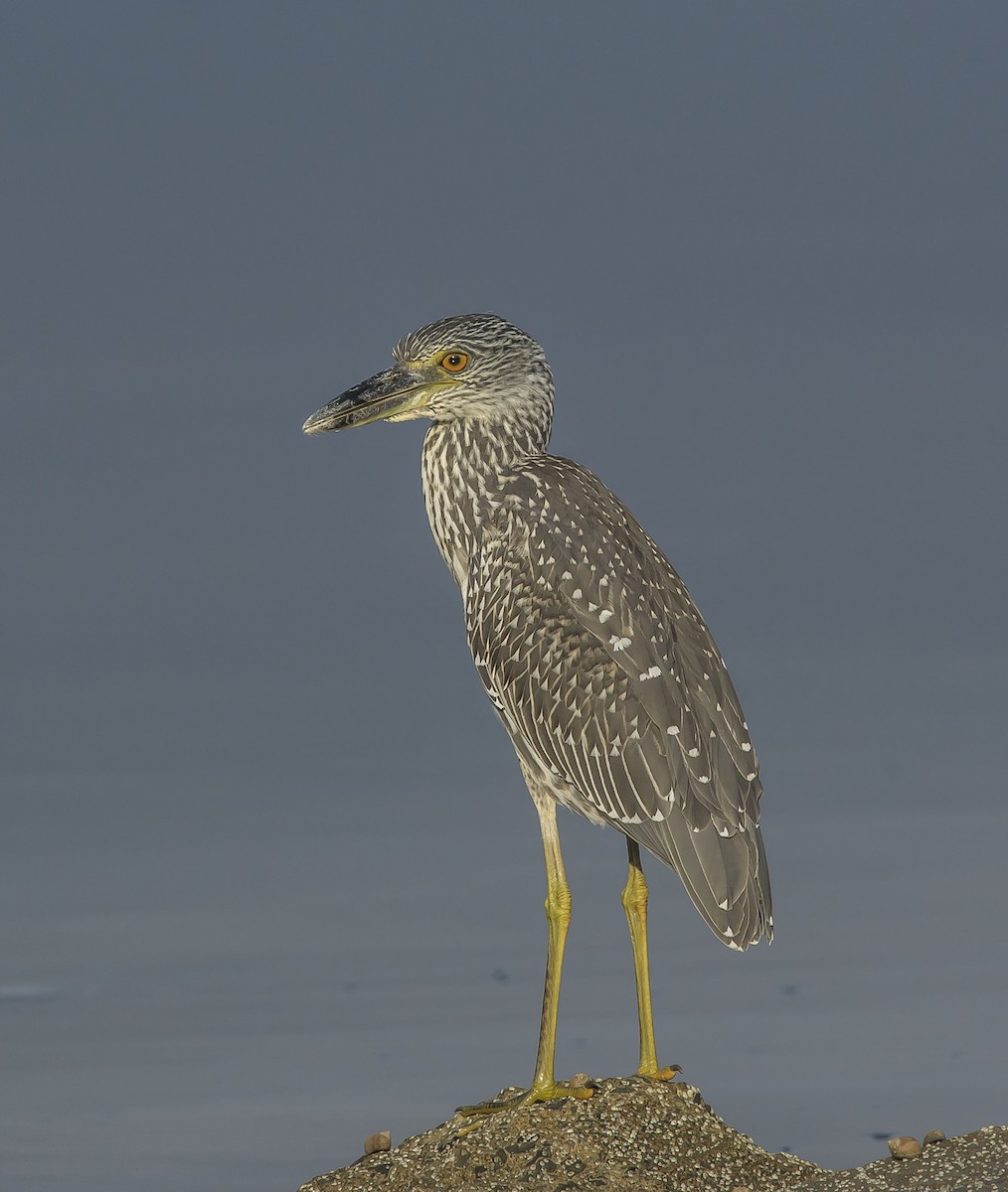 Yellow-crowned Night Heron - Ronnie d'Entremont