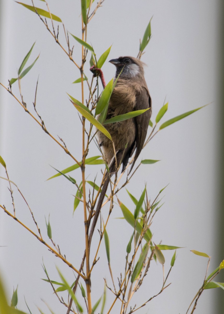 Speckled Mousebird - ML172864451