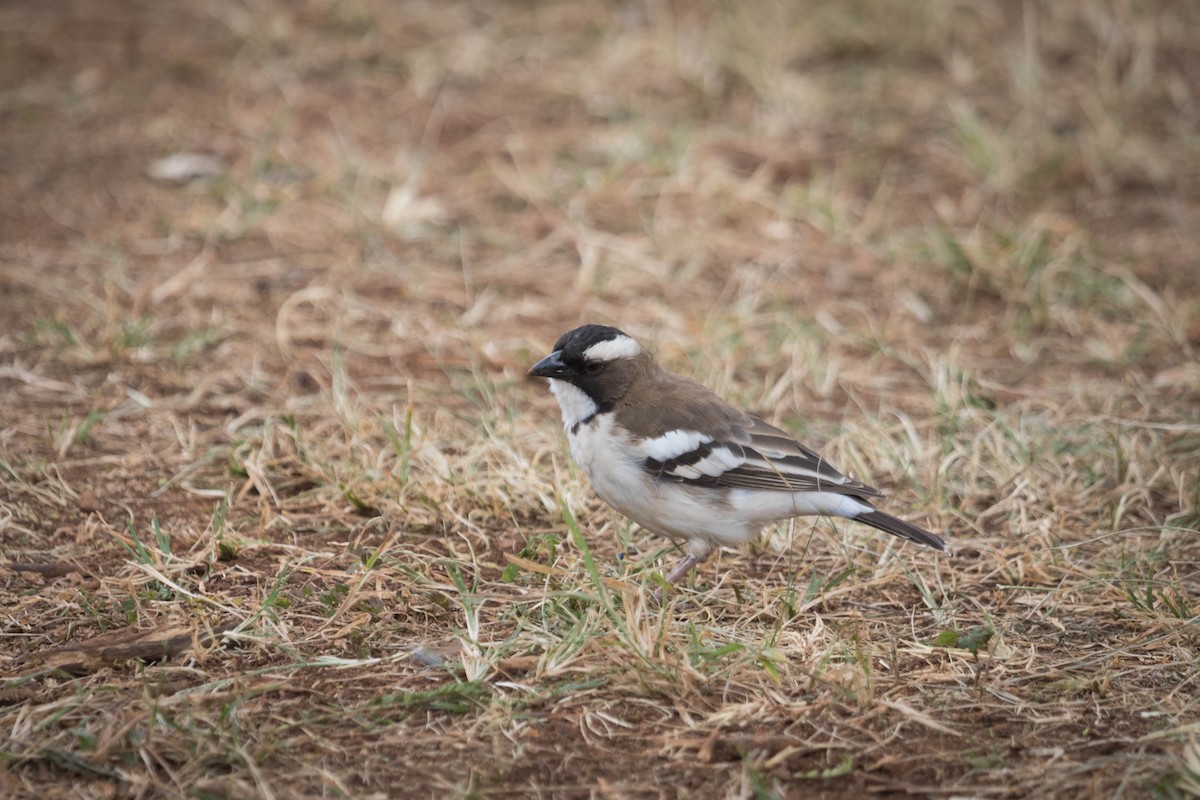 African Pied Wagtail - ML172864611
