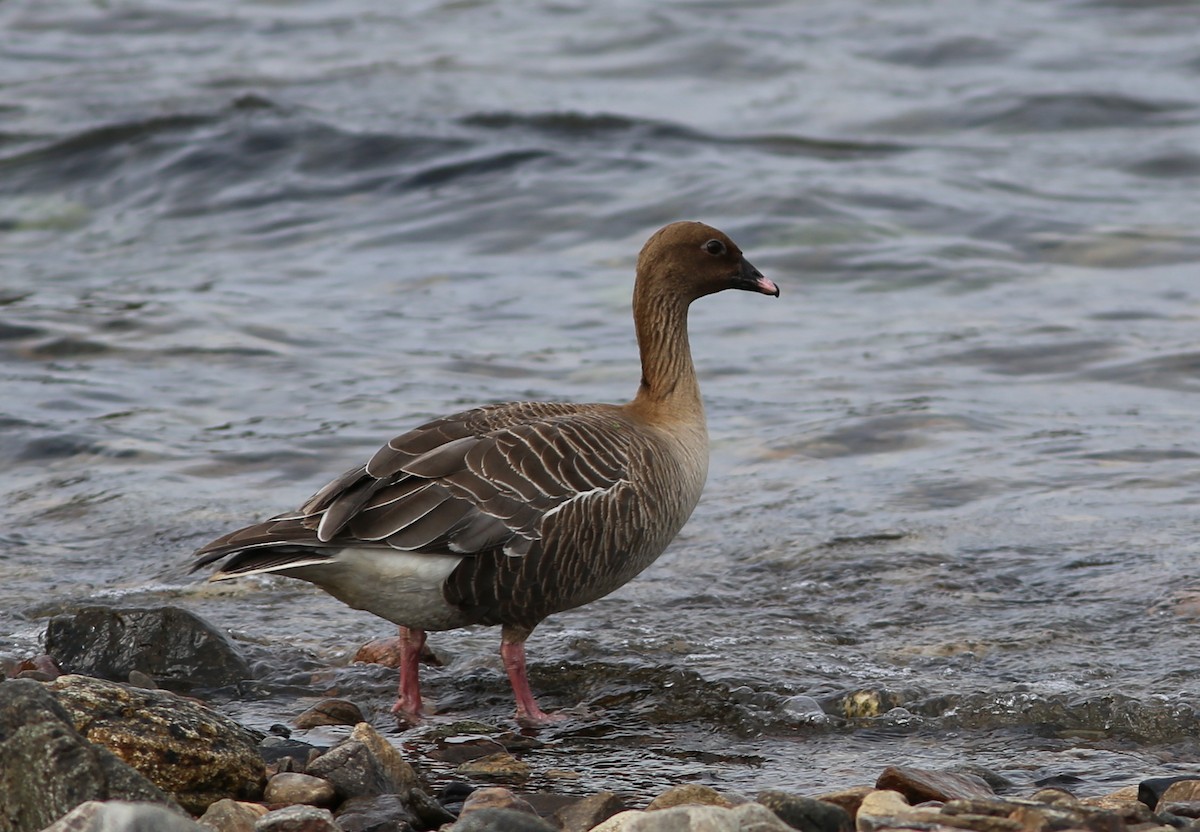 Pink-footed Goose - ML172865381