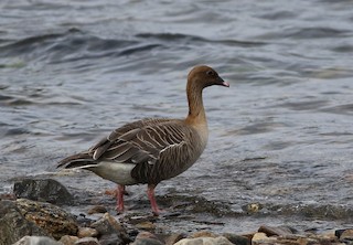 Pink-footed Goose, ML172865381