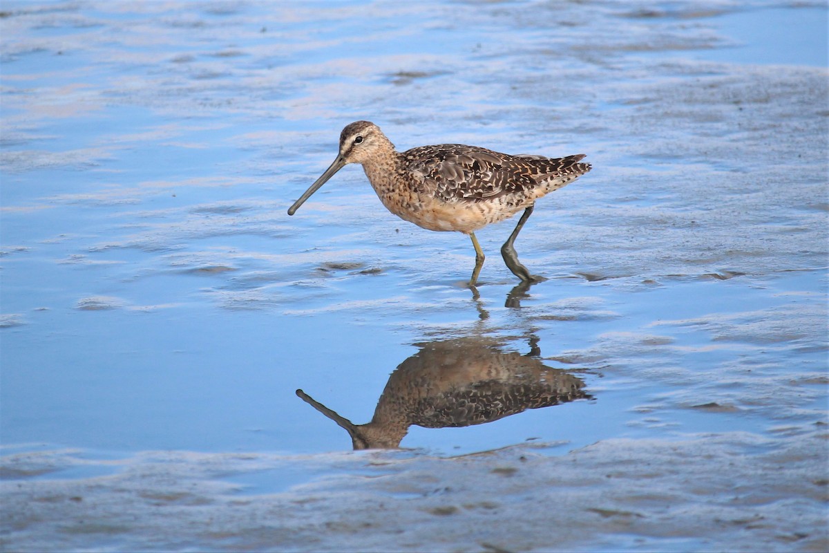 Long-billed Dowitcher - Caleb Alons